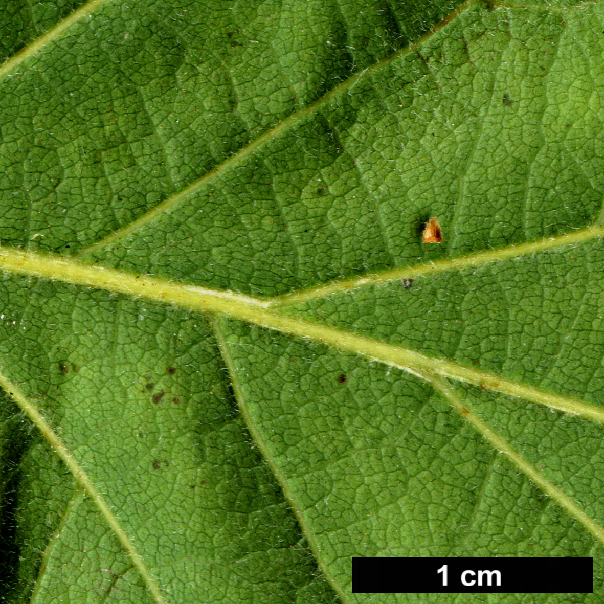 High resolution image: Family: Fagaceae - Genus: Quercus - Taxon: garryana