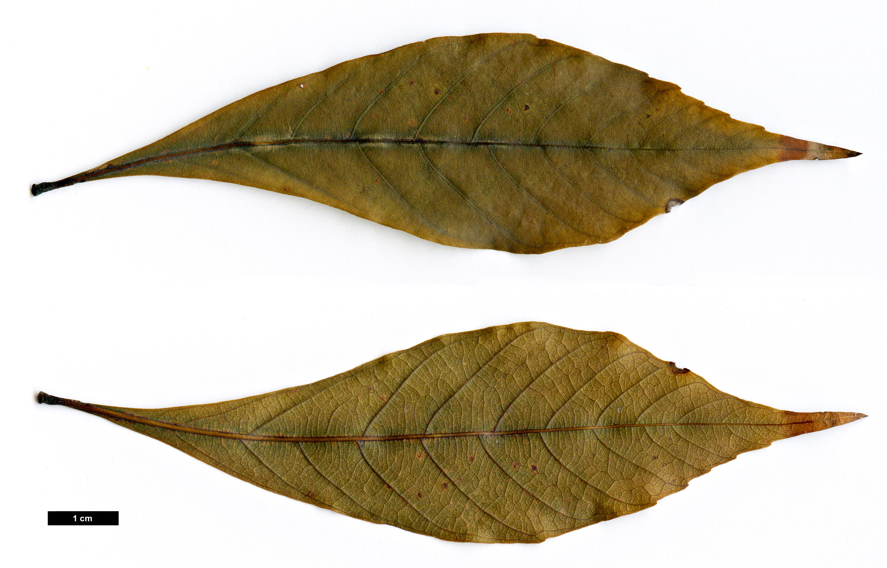 High resolution image: Family: Fagaceae - Genus: Quercus - Taxon: gemelliflora