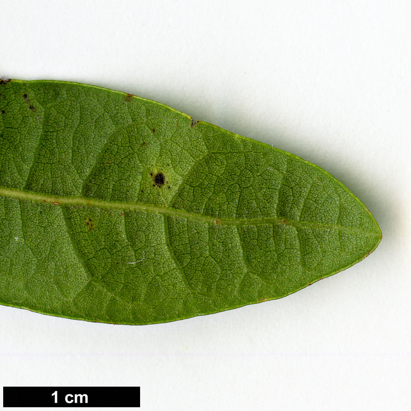 High resolution image: Family: Fagaceae - Genus: Quercus - Taxon: geminata