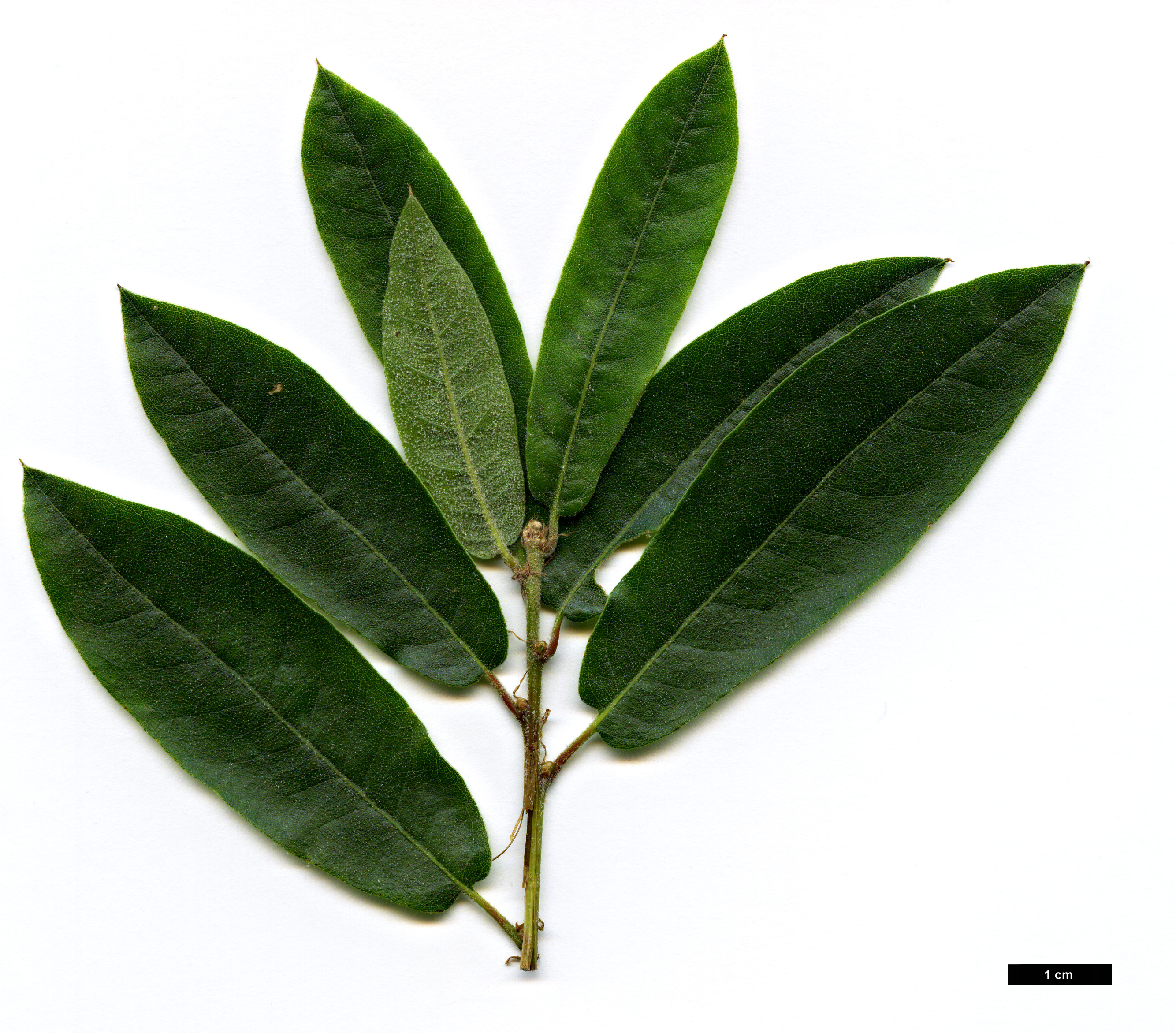 High resolution image: Family: Fagaceae - Genus: Quercus - Taxon: gentryi