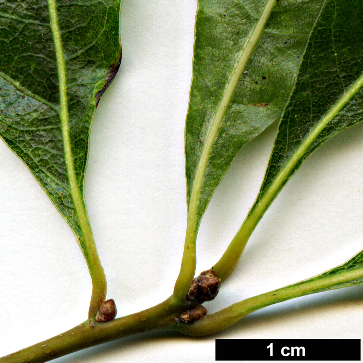 High resolution image: Family: Fagaceae - Genus: Quercus - Taxon: georgiana