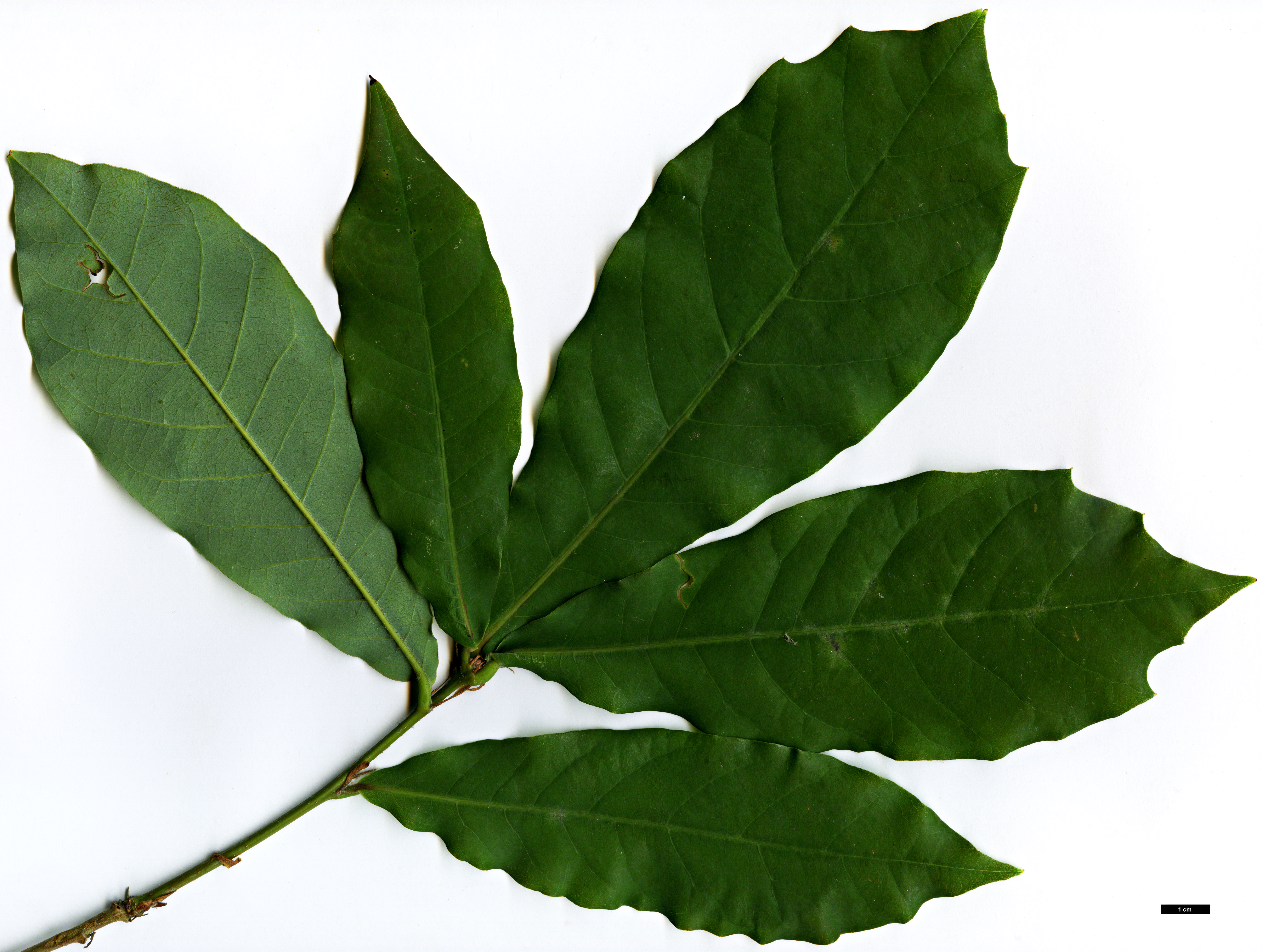 High resolution image: Family: Fagaceae - Genus: Quercus - Taxon: germana