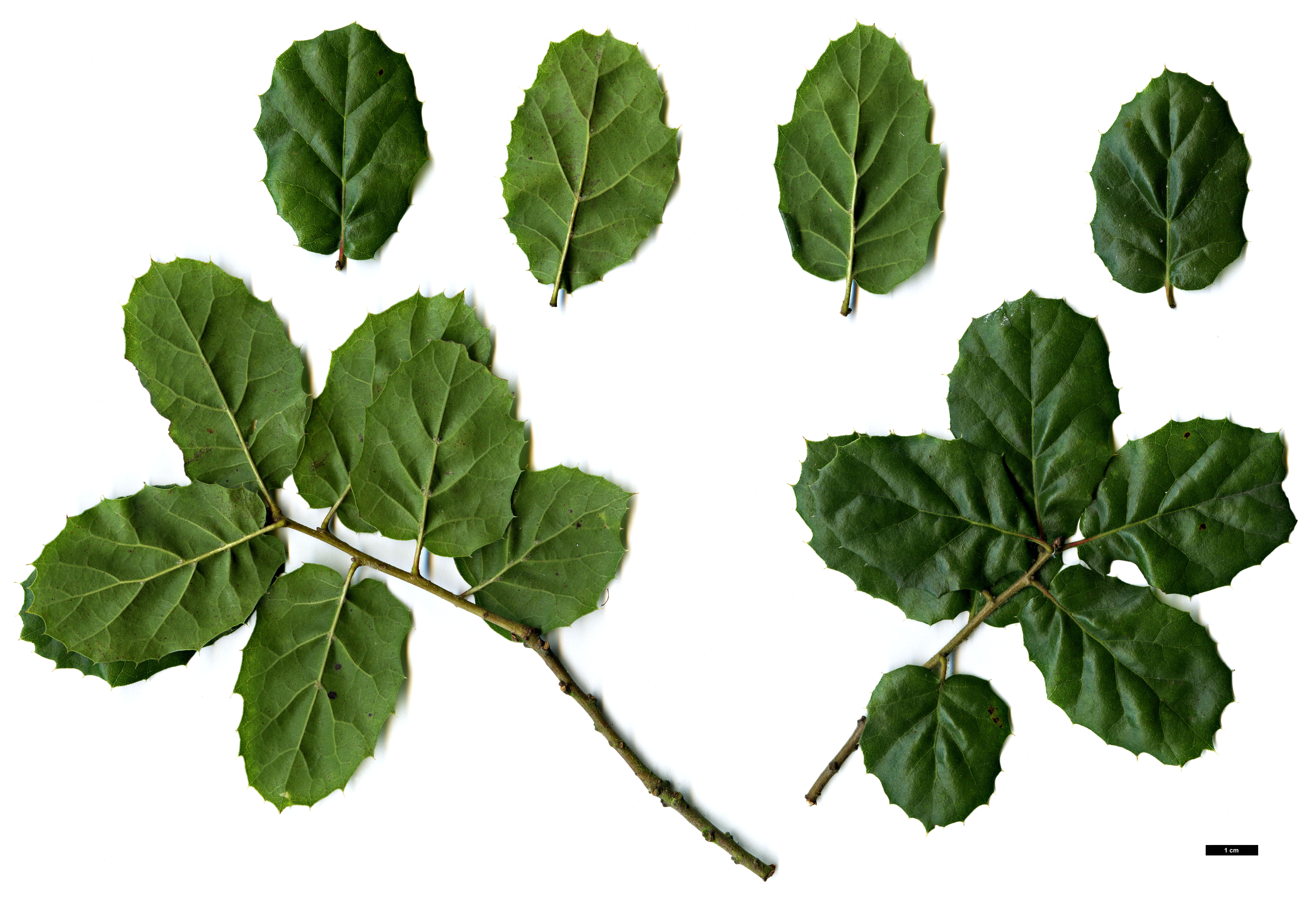 High resolution image: Family: Fagaceae - Genus: Quercus - Taxon: gilliana