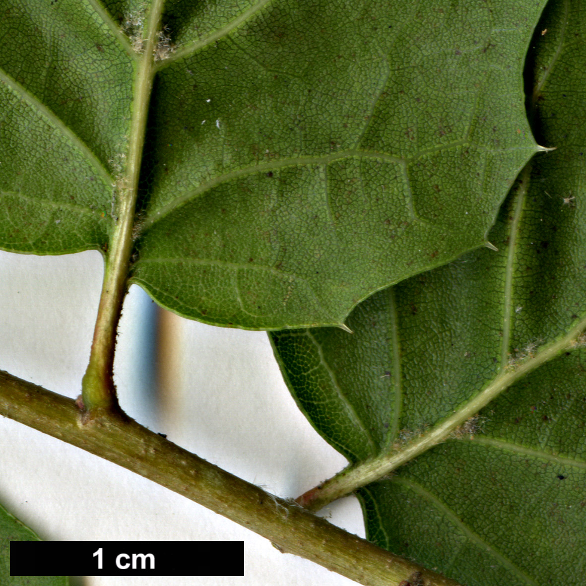 High resolution image: Family: Fagaceae - Genus: Quercus - Taxon: gilliana
