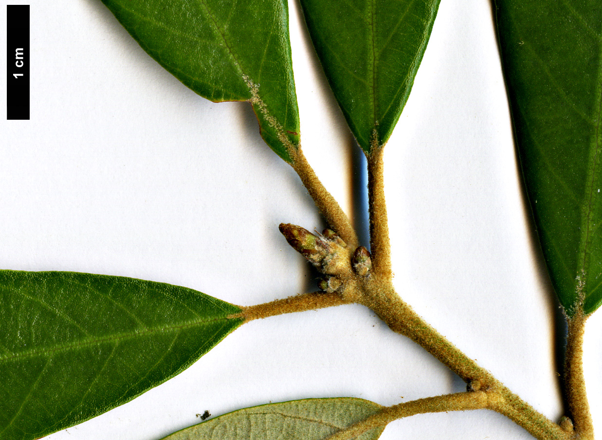 High resolution image: Family: Fagaceae - Genus: Quercus - Taxon: gilva