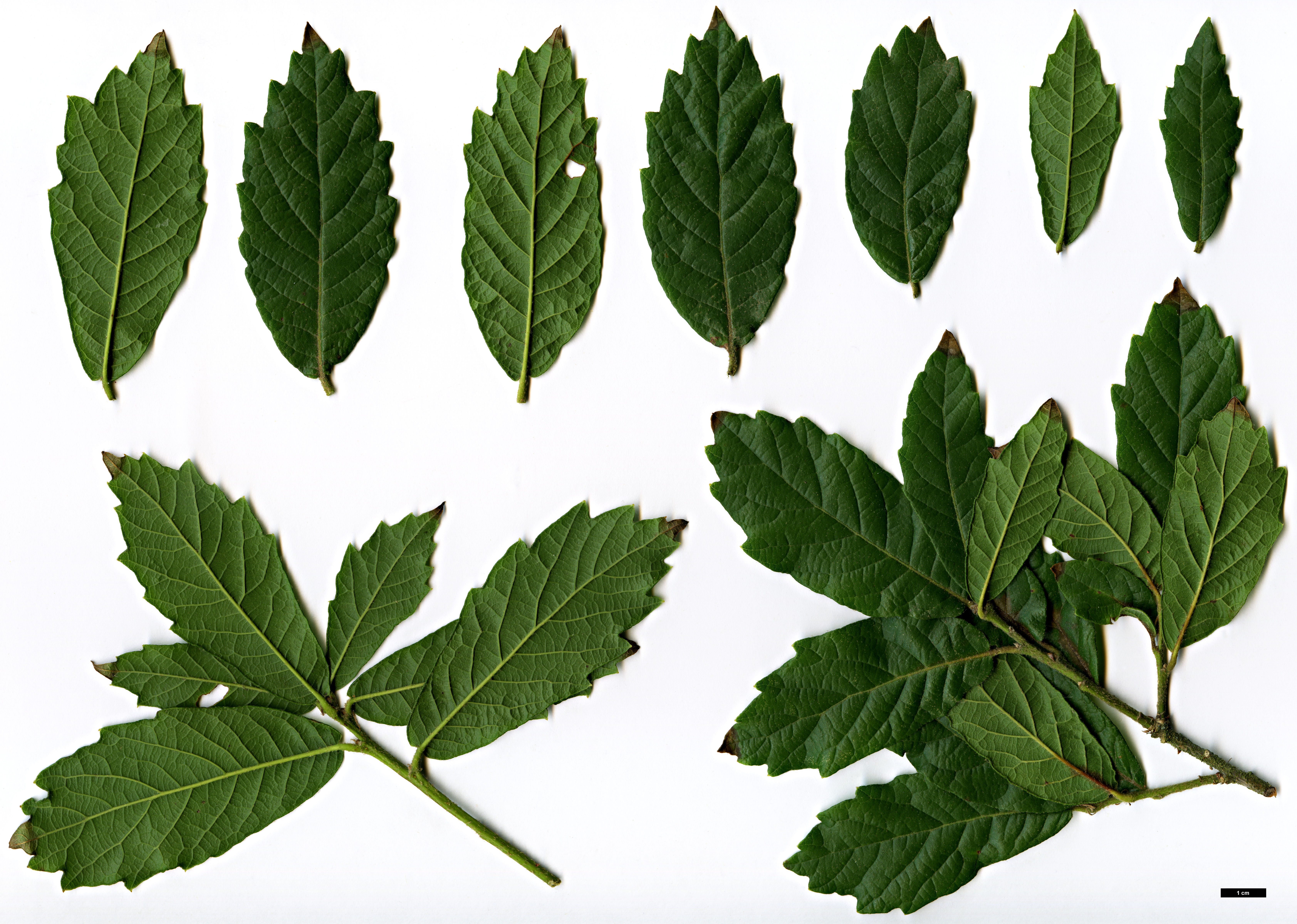 High resolution image: Family: Fagaceae - Genus: Quercus - Taxon: glabrescens