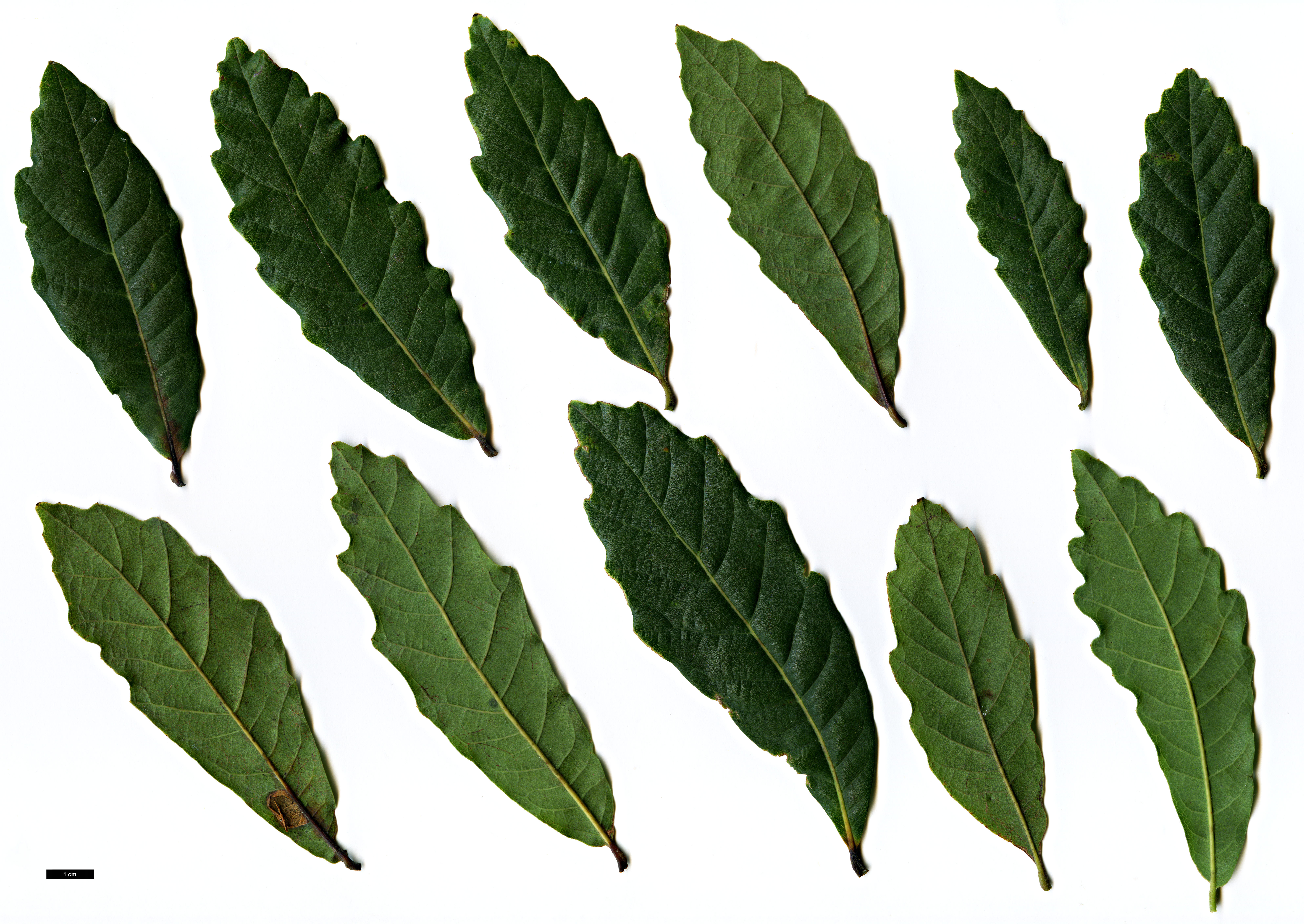 High resolution image: Family: Fagaceae - Genus: Quercus - Taxon: glabrescens