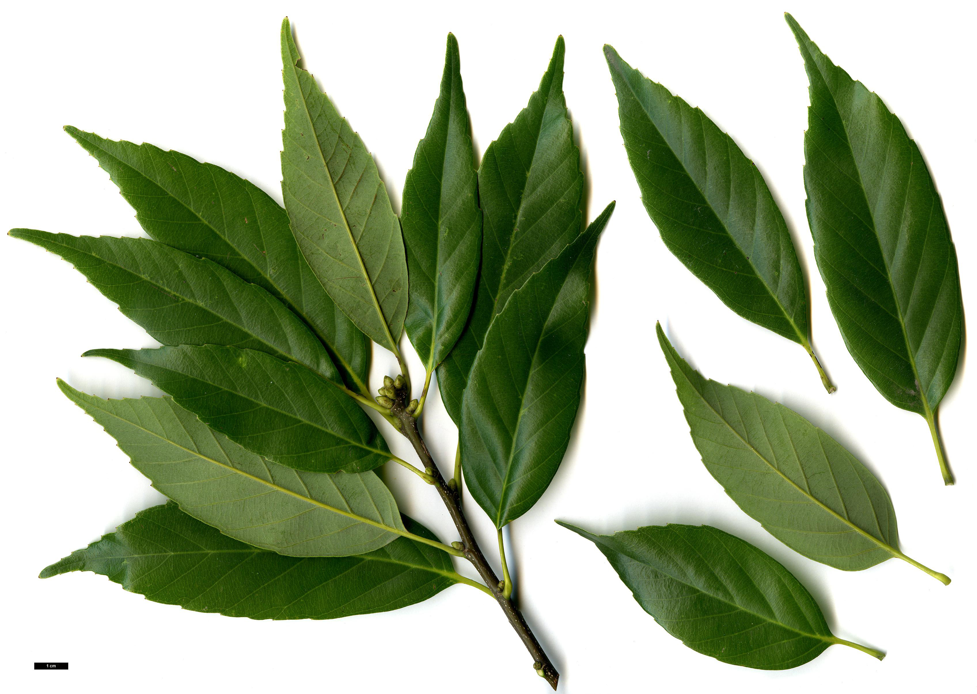 High resolution image: Family: Fagaceae - Genus: Quercus - Taxon: glauca