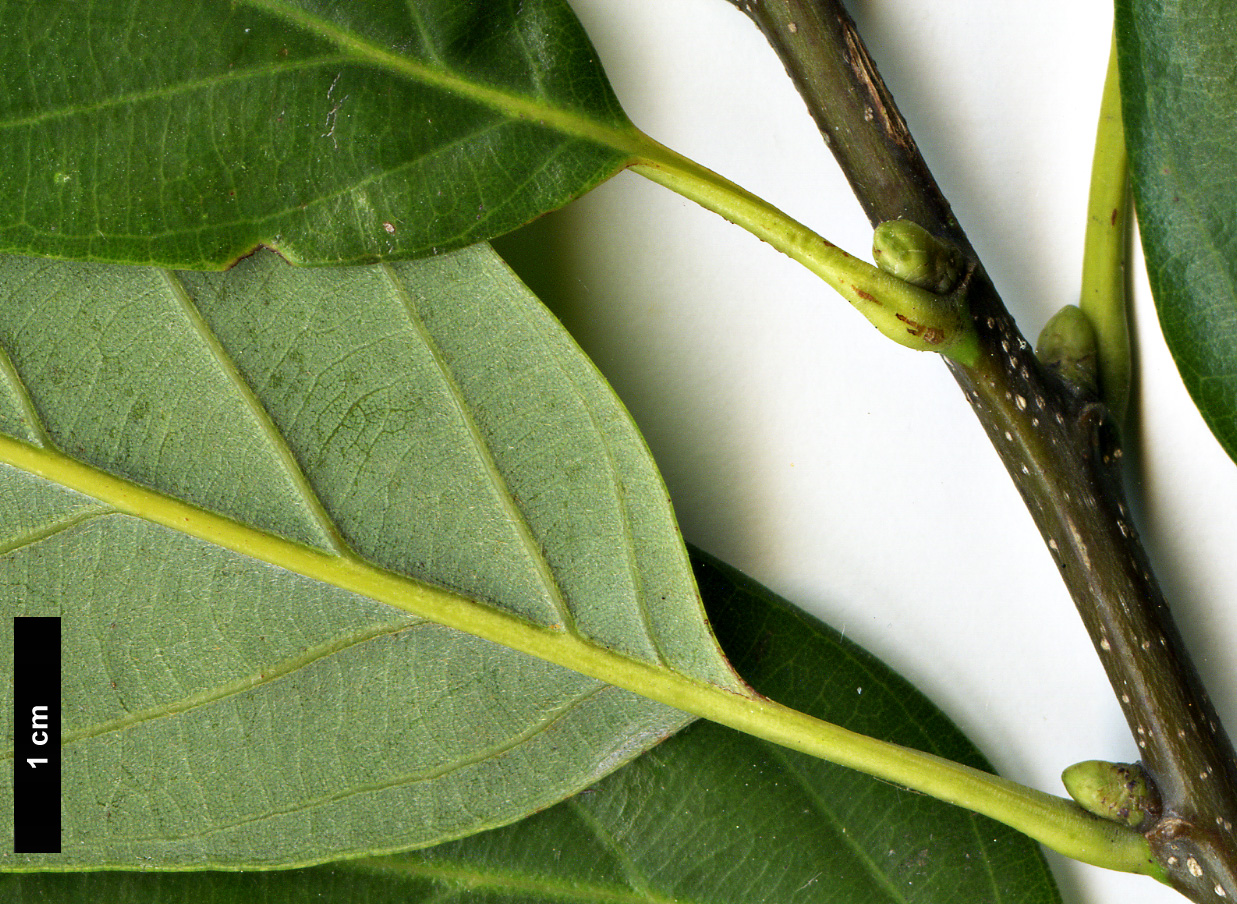 High resolution image: Family: Fagaceae - Genus: Quercus - Taxon: glauca