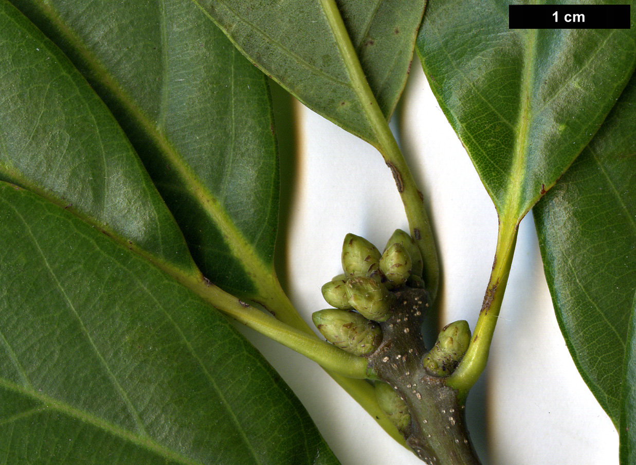 High resolution image: Family: Fagaceae - Genus: Quercus - Taxon: glauca