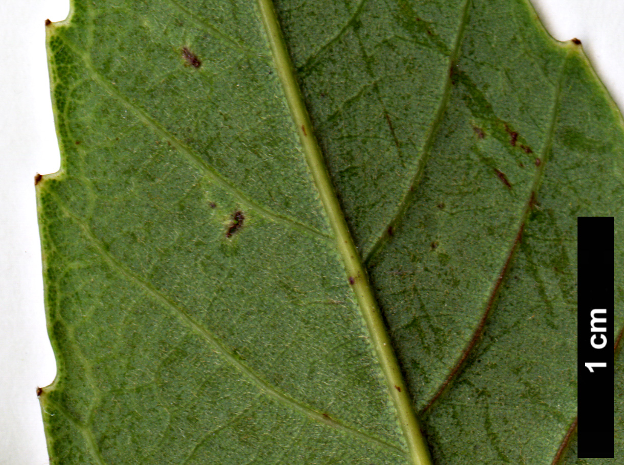 High resolution image: Family: Fagaceae - Genus: Quercus - Taxon: glauca