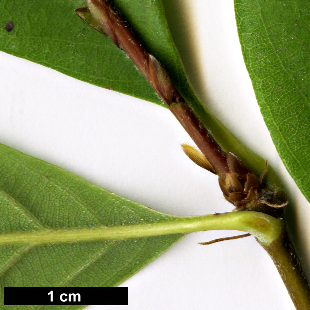 High resolution image: Family: Fagaceae - Genus: Quercus - Taxon: glauca