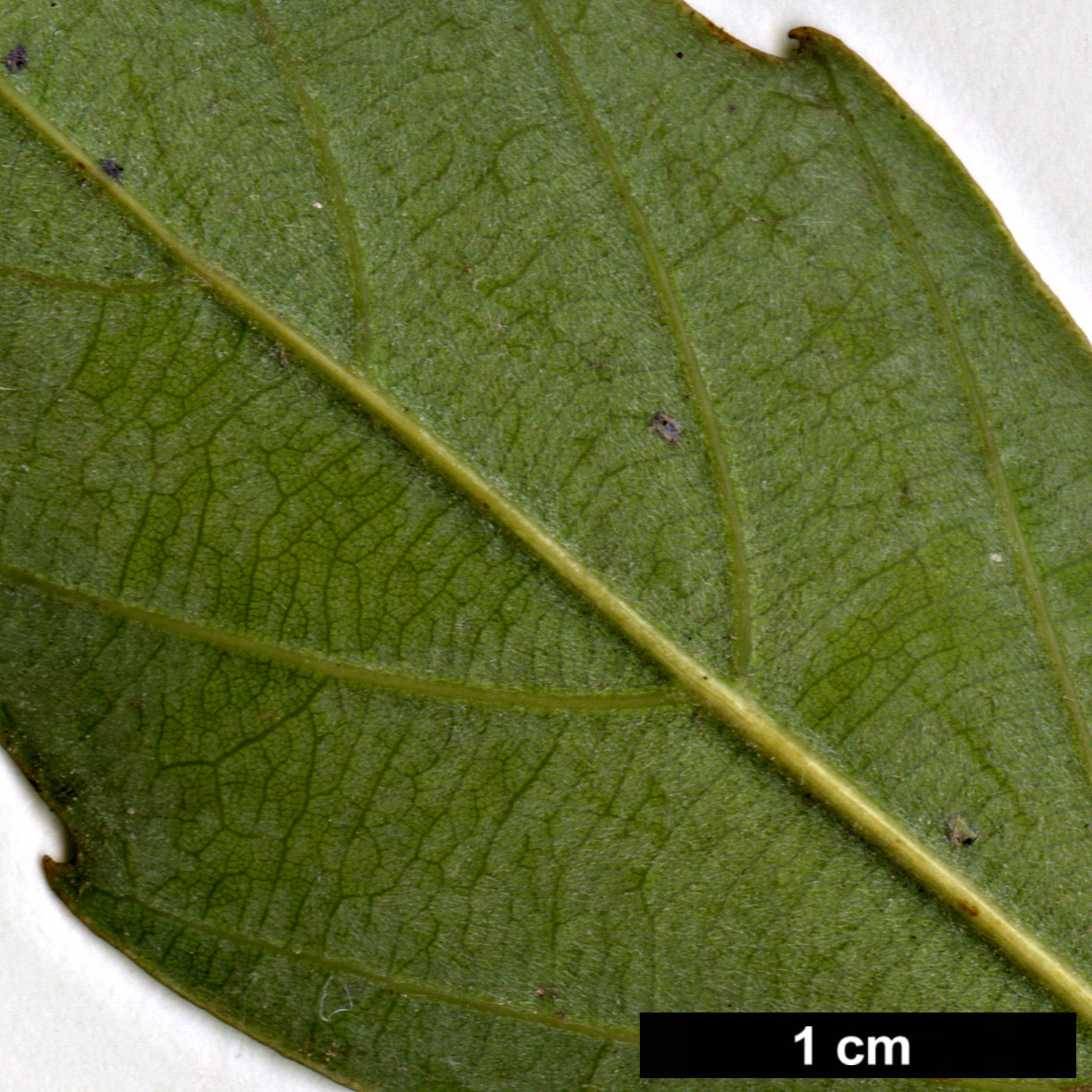 High resolution image: Family: Fagaceae - Genus: Quercus - Taxon: glauca