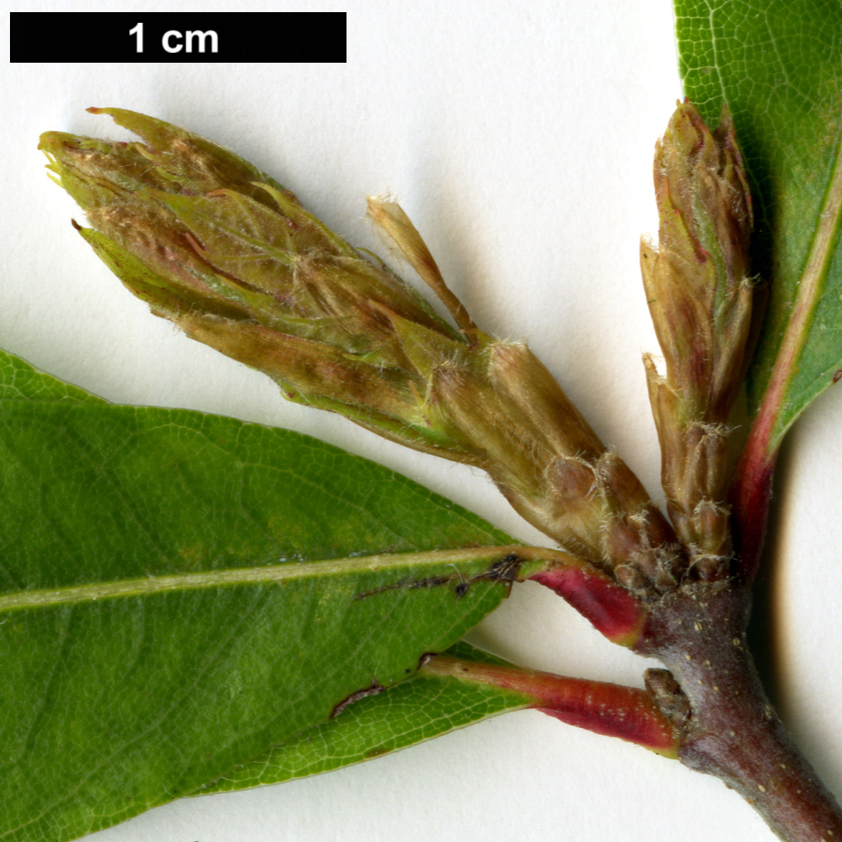 High resolution image: Family: Fagaceae - Genus: Quercus - Taxon: graciliformis