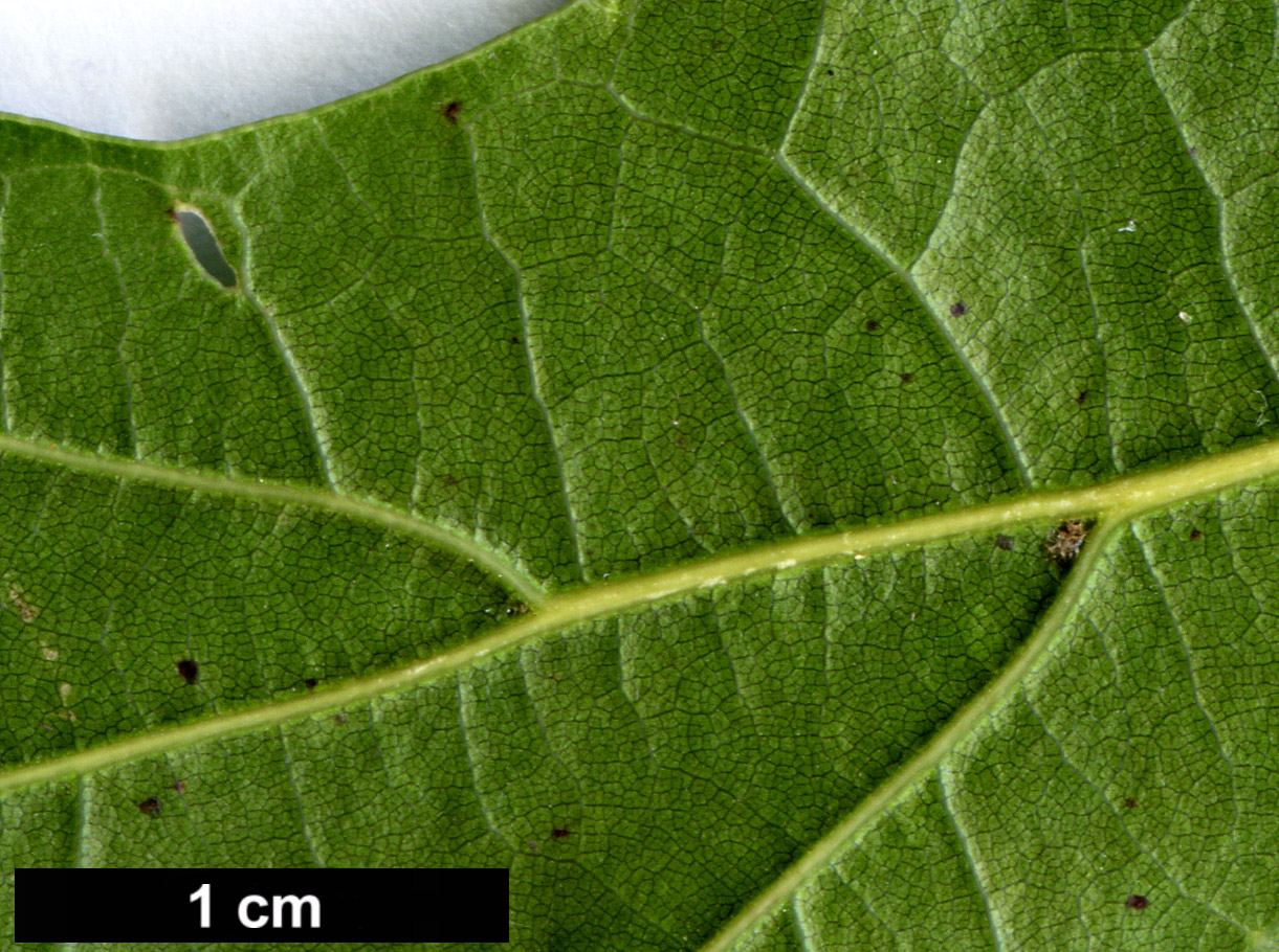 High resolution image: Family: Fagaceae - Genus: Quercus - Taxon: graciliformis