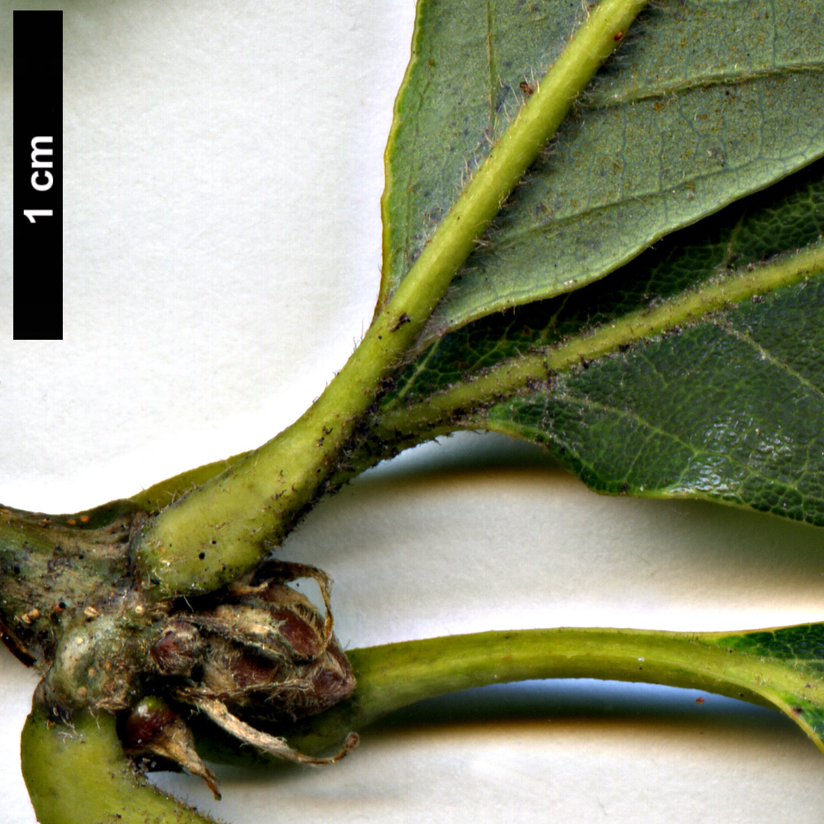 High resolution image: Family: Fagaceae - Genus: Quercus - Taxon: griffithii