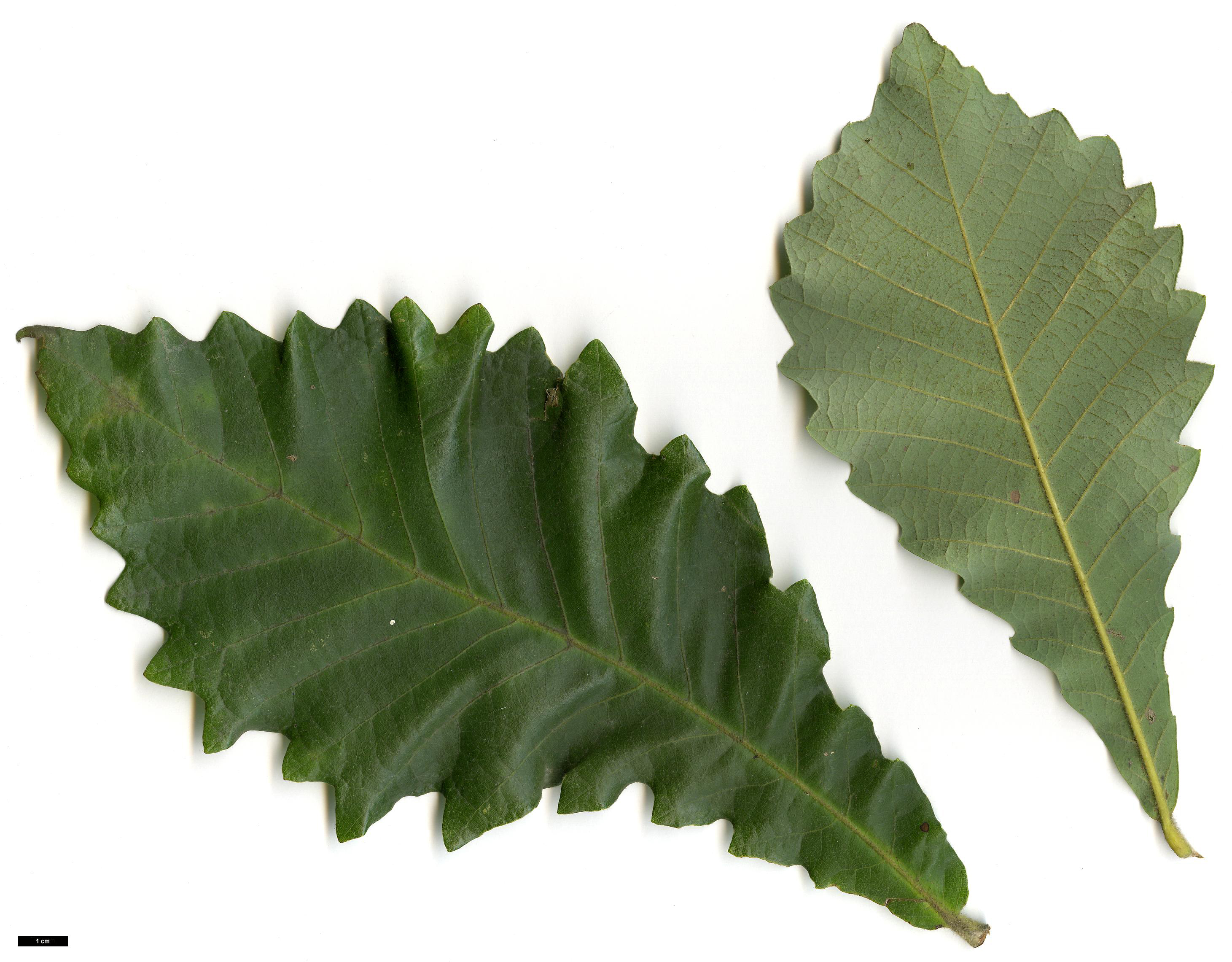 High resolution image: Family: Fagaceae - Genus: Quercus - Taxon: griffithii