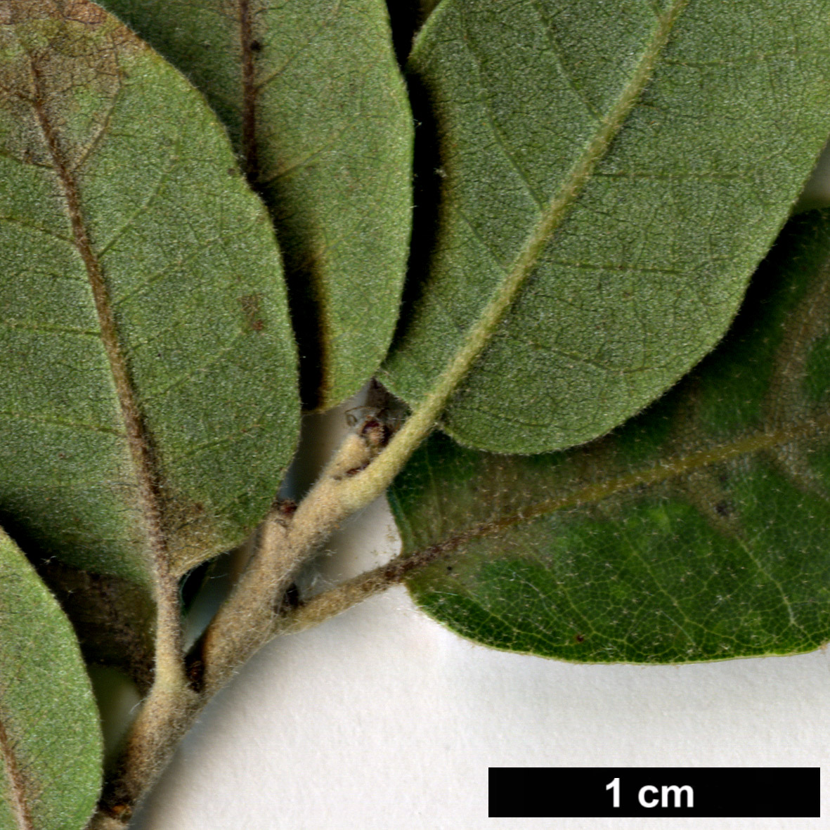 High resolution image: Family: Fagaceae - Genus: Quercus - Taxon: grisea