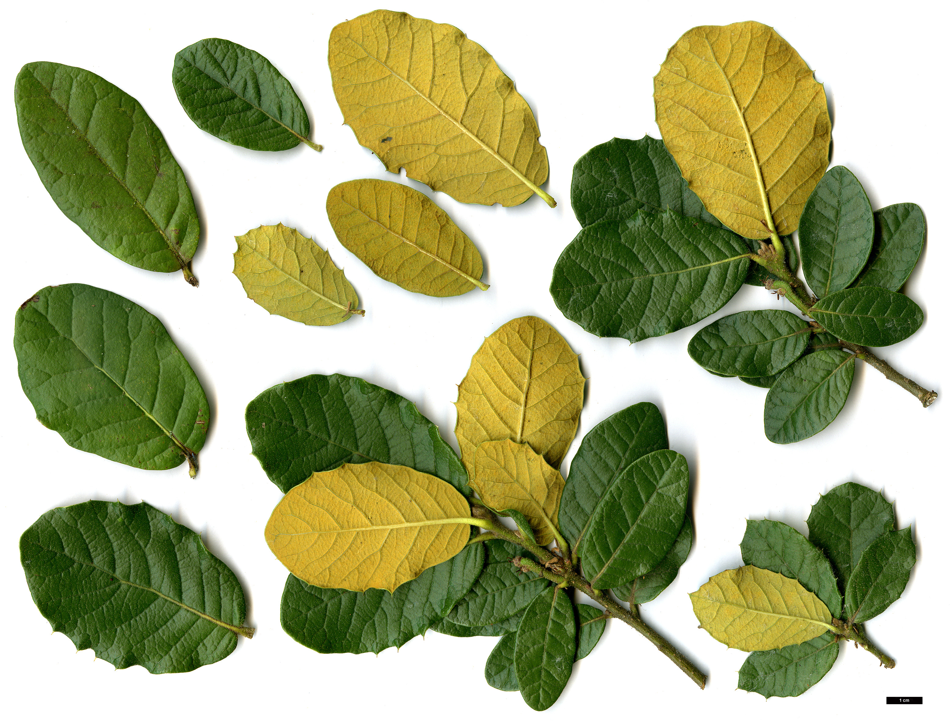 High resolution image: Family: Fagaceae - Genus: Quercus - Taxon: guyavifolia