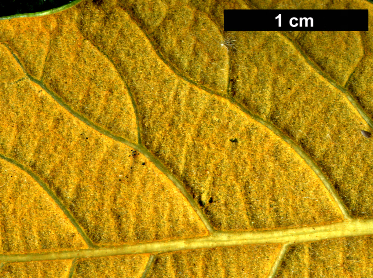 High resolution image: Family: Fagaceae - Genus: Quercus - Taxon: guyavifolia