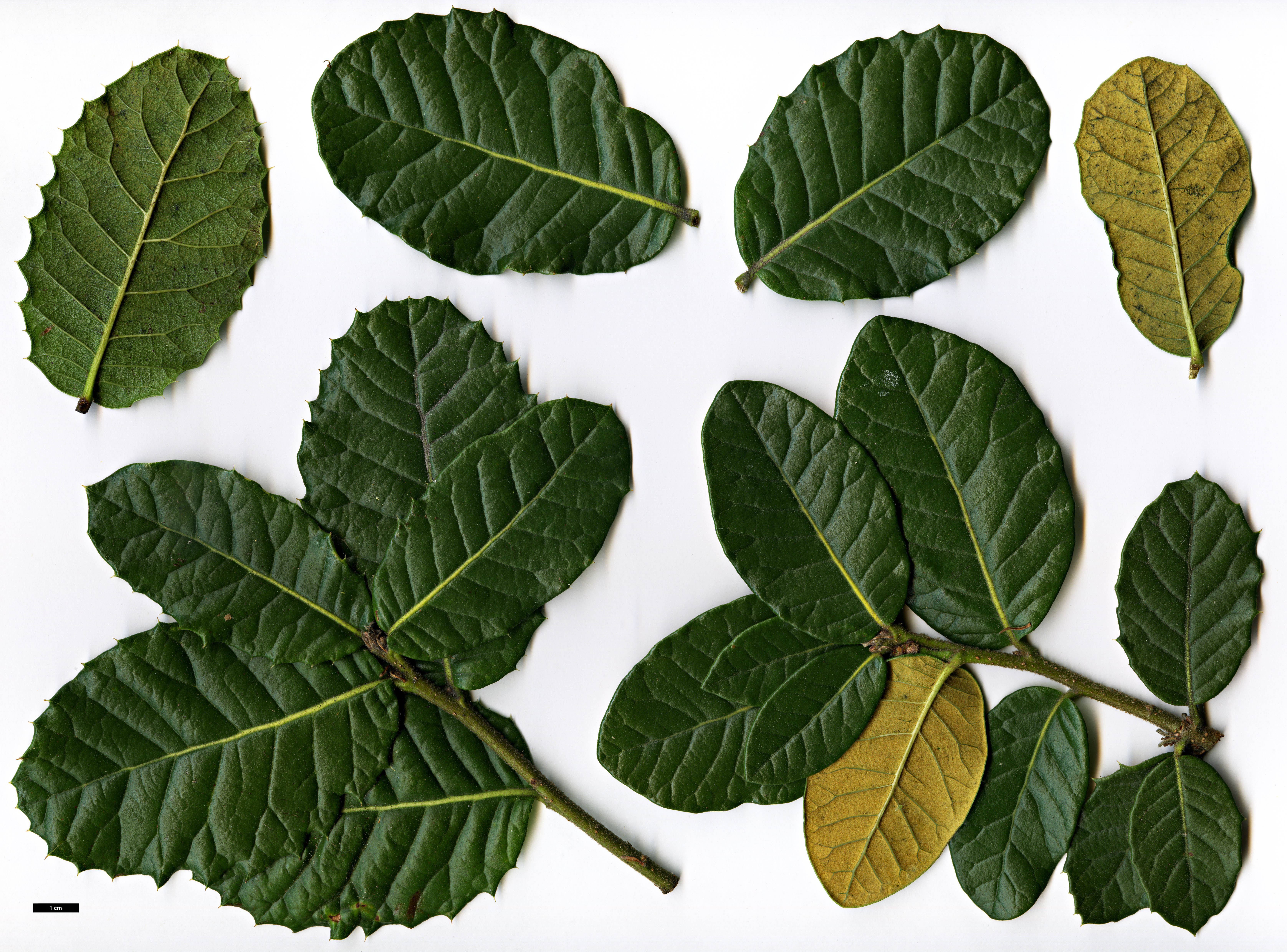 High resolution image: Family: Fagaceae - Genus: Quercus - Taxon: guyavifolia