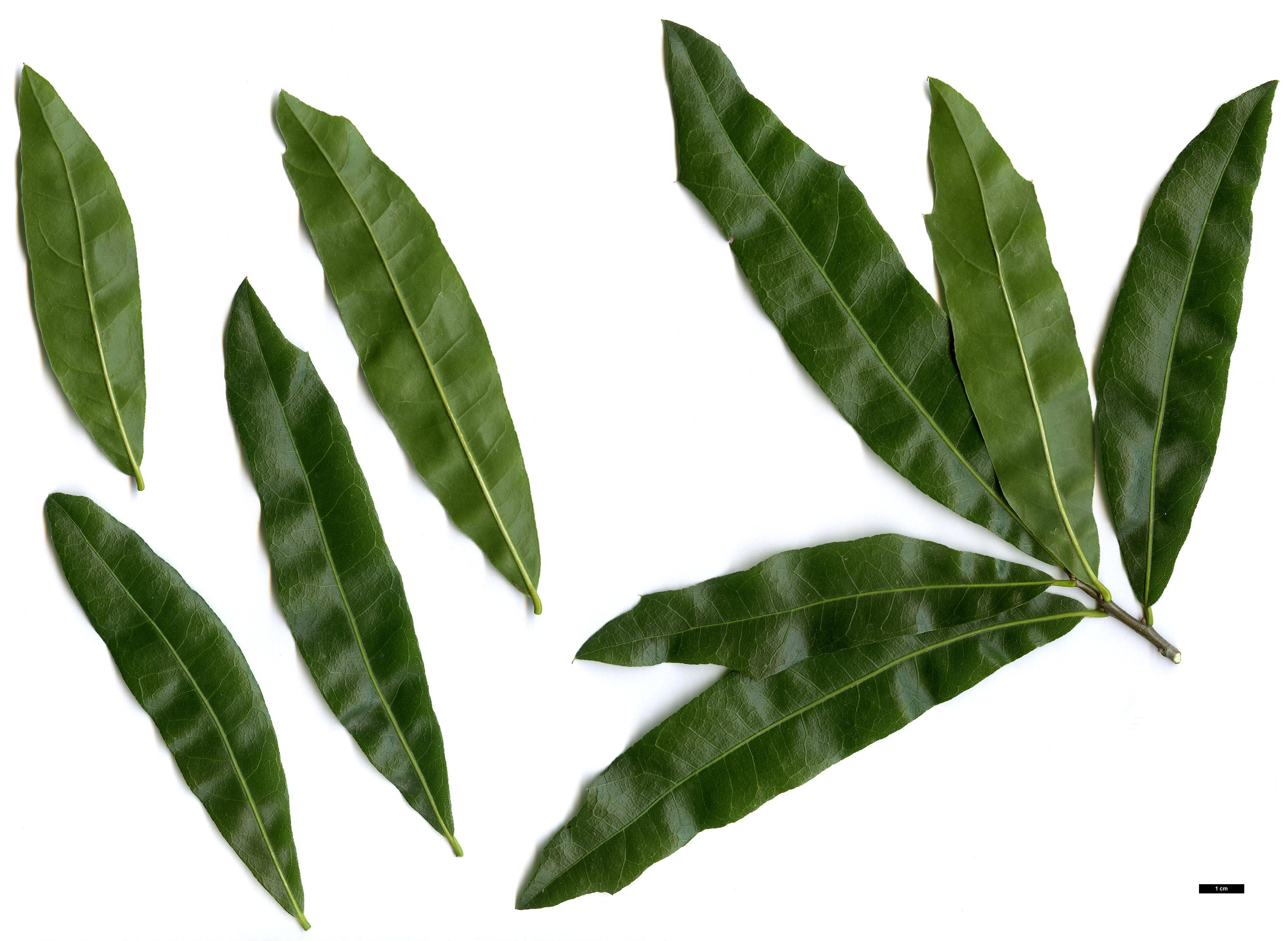 High resolution image: Family: Fagaceae - Genus: Quercus - Taxon: hemisphaerica