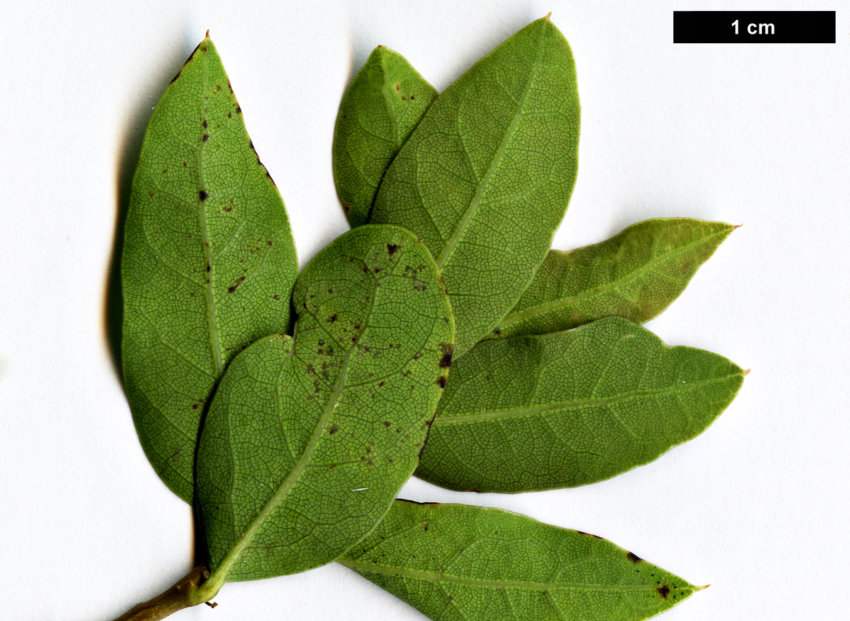 High resolution image: Family: Fagaceae - Genus: Quercus - Taxon: hinckleyi