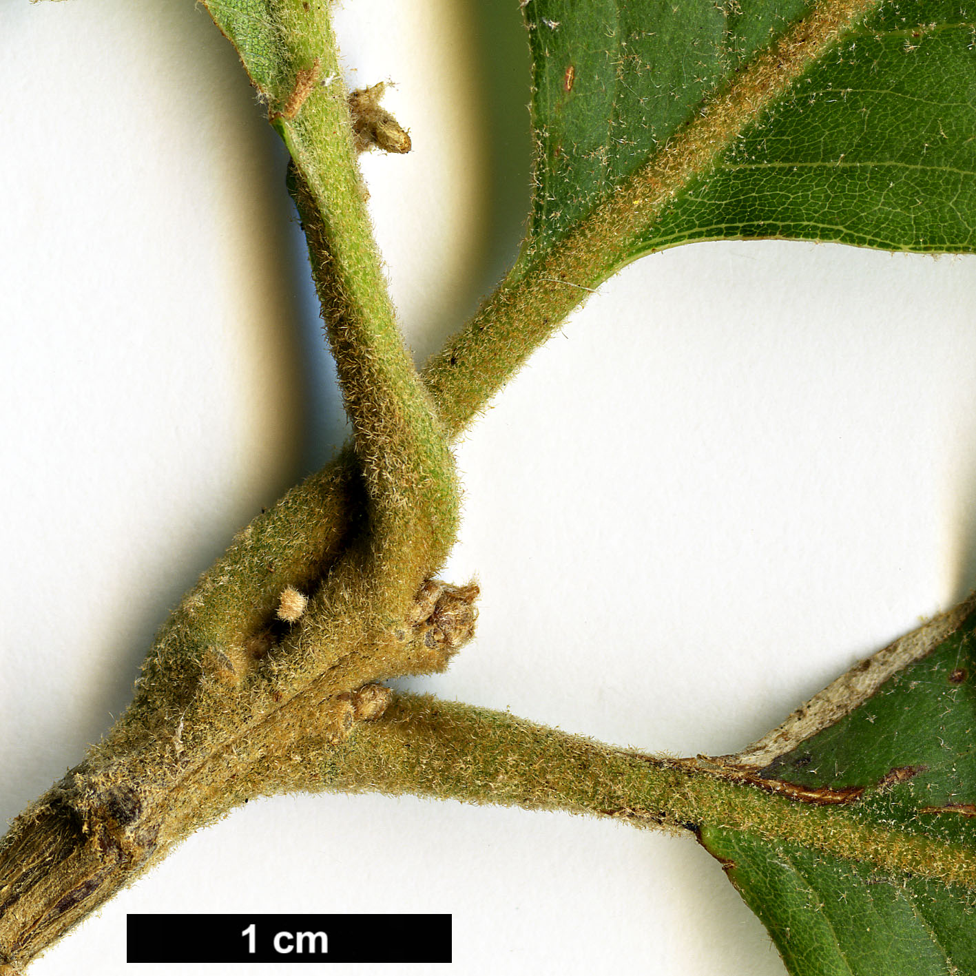 High resolution image: Family: Fagaceae - Genus: Quercus - Taxon: hintonii