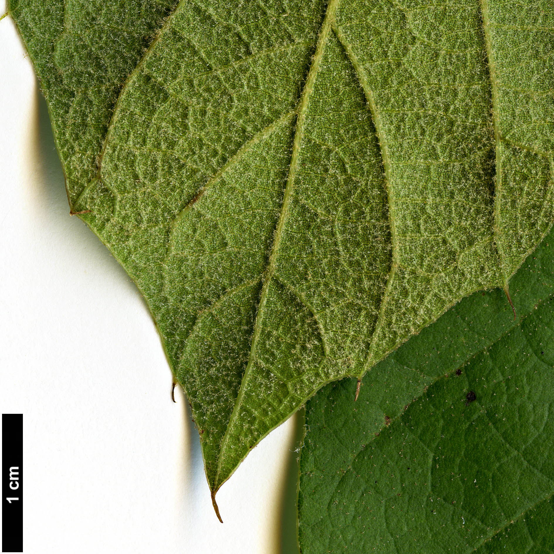 High resolution image: Family: Fagaceae - Genus: Quercus - Taxon: hintonii