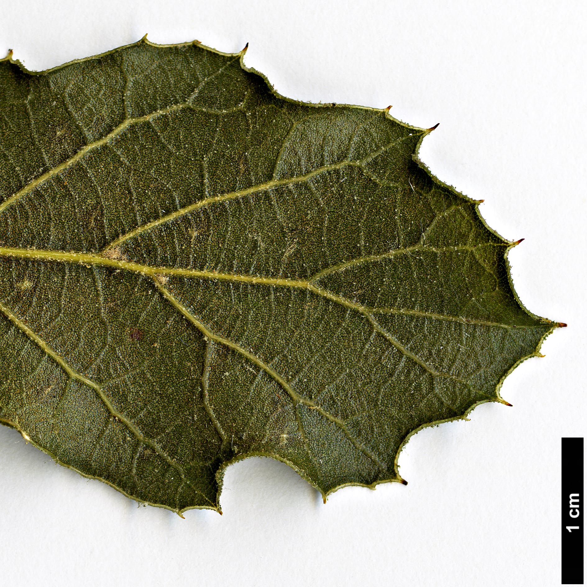 High resolution image: Family: Fagaceae - Genus: Quercus - Taxon: hintoniorum