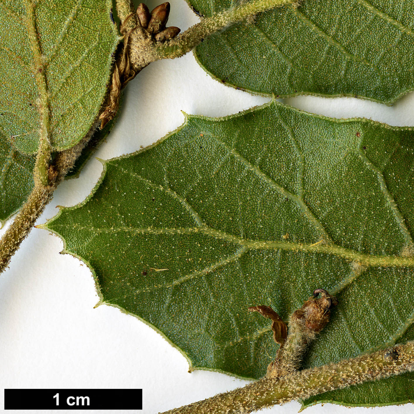 High resolution image: Family: Fagaceae - Genus: Quercus - Taxon: hintoniorum