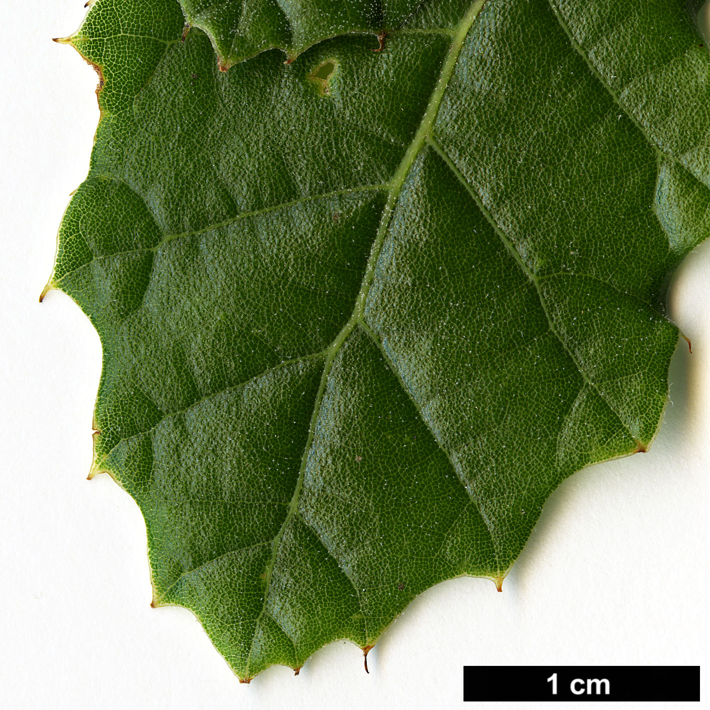 High resolution image: Family: Fagaceae - Genus: Quercus - Taxon: hirtifolia