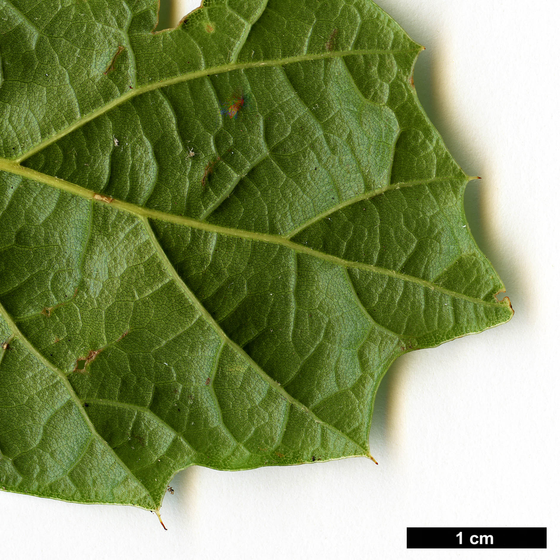 High resolution image: Family: Fagaceae - Genus: Quercus - Taxon: hirtifolia