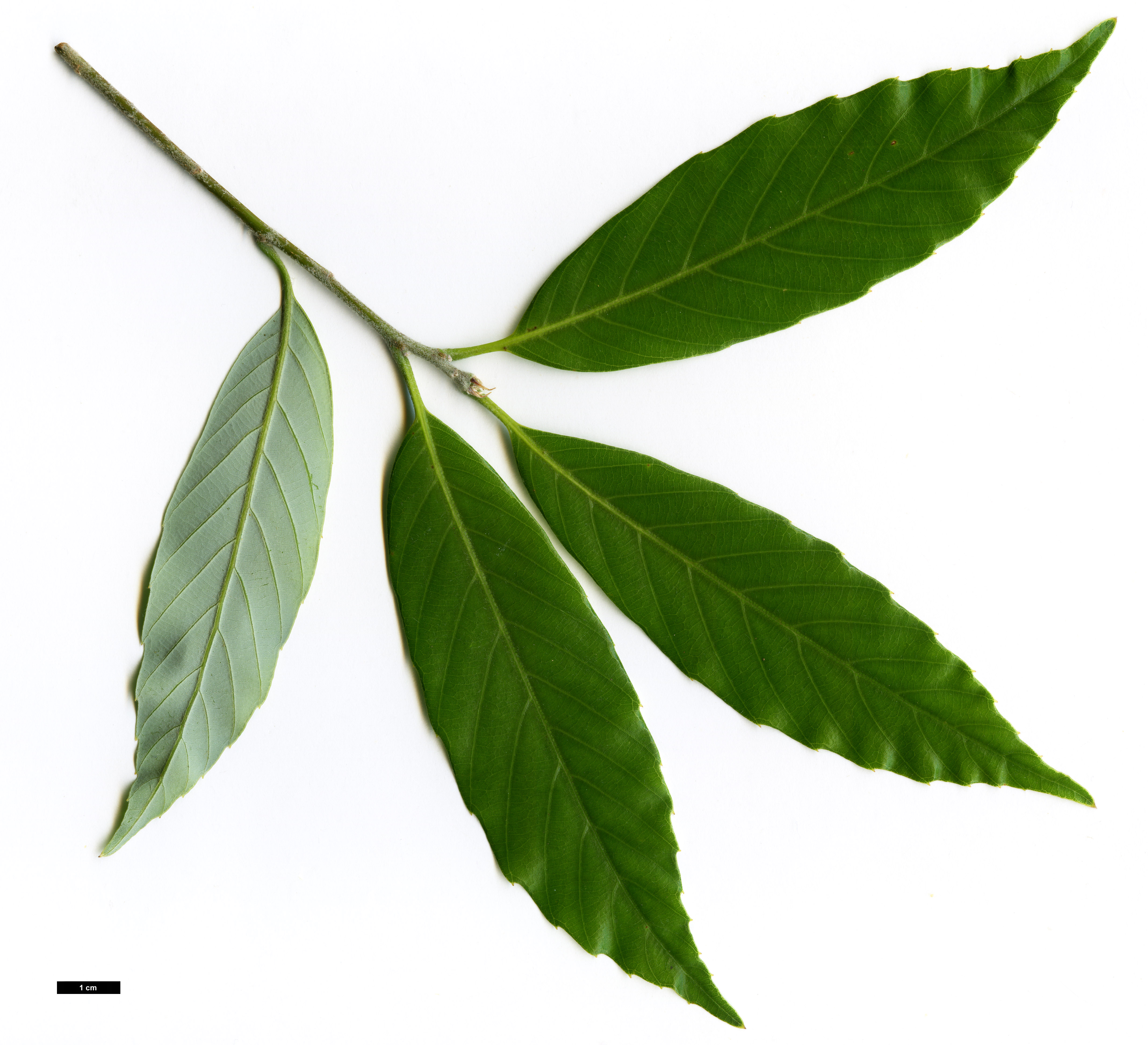 High resolution image: Family: Fagaceae - Genus: Quercus - Taxon: hypargyrea