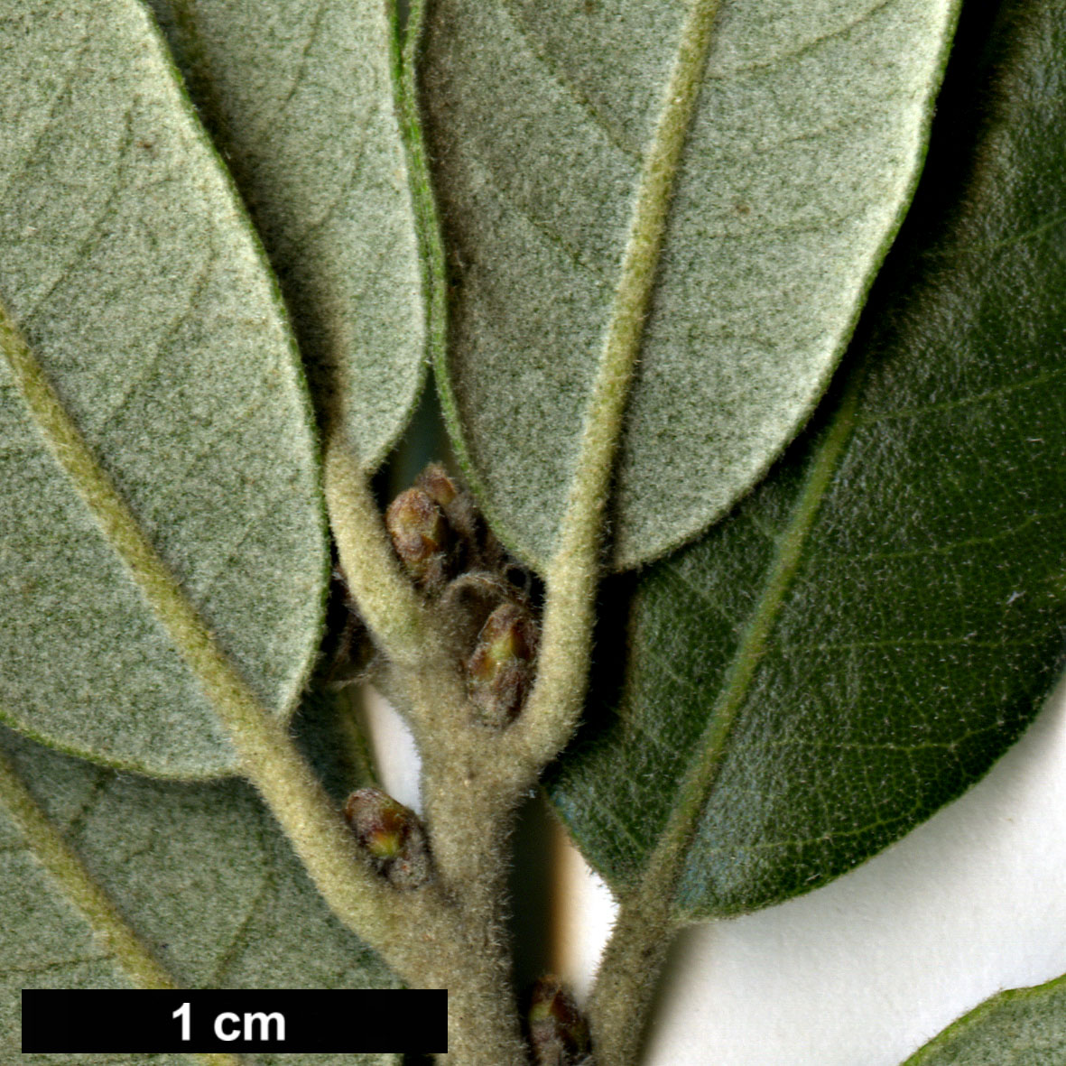 High resolution image: Family: Fagaceae - Genus: Quercus - Taxon: ilex - SpeciesSub: 'Thimon'