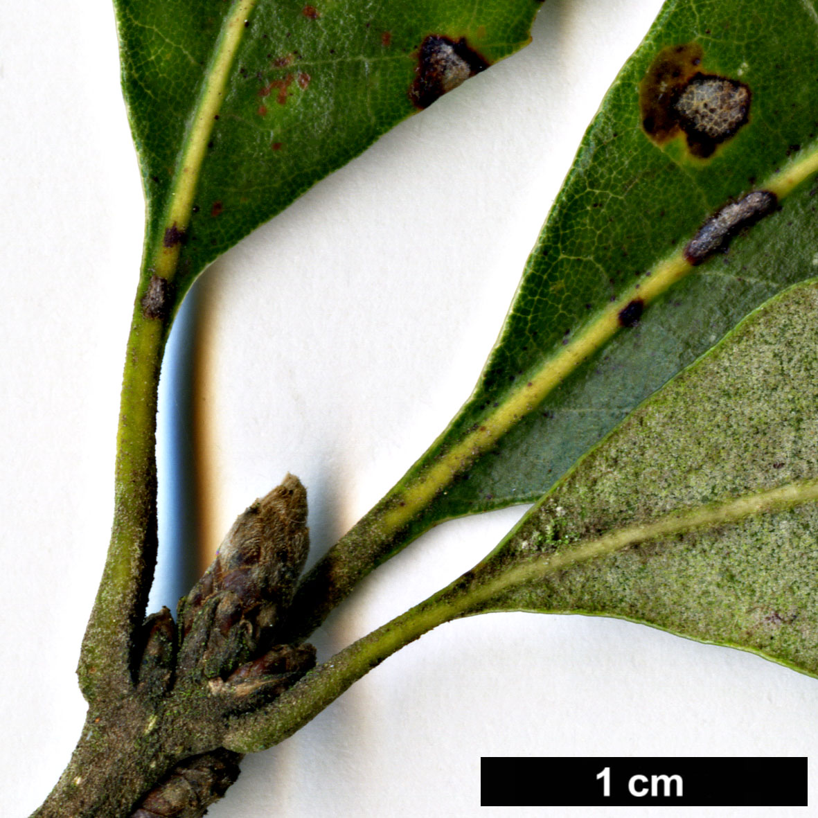 High resolution image: Family: Fagaceae - Genus: Quercus - Taxon: ilex