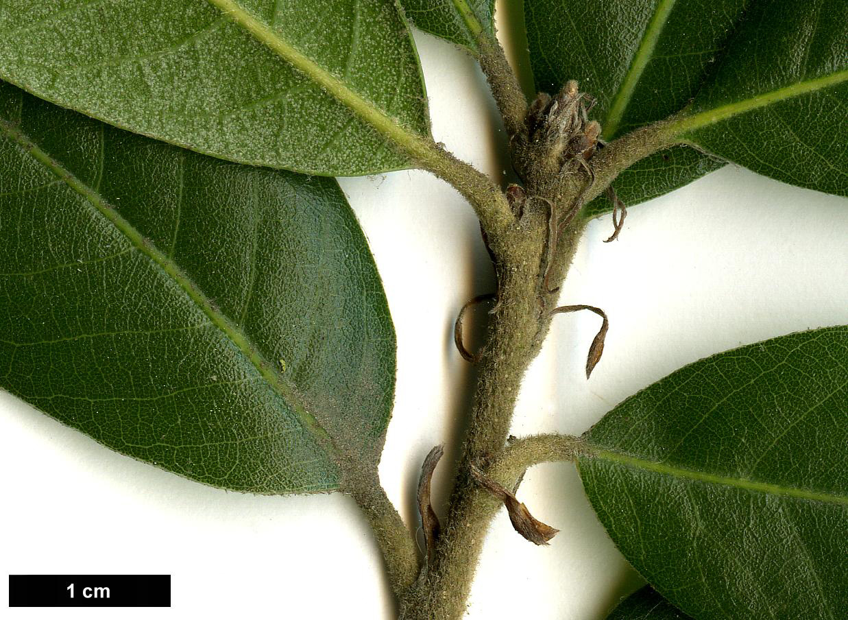 High resolution image: Family: Fagaceae - Genus: Quercus - Taxon: ilex