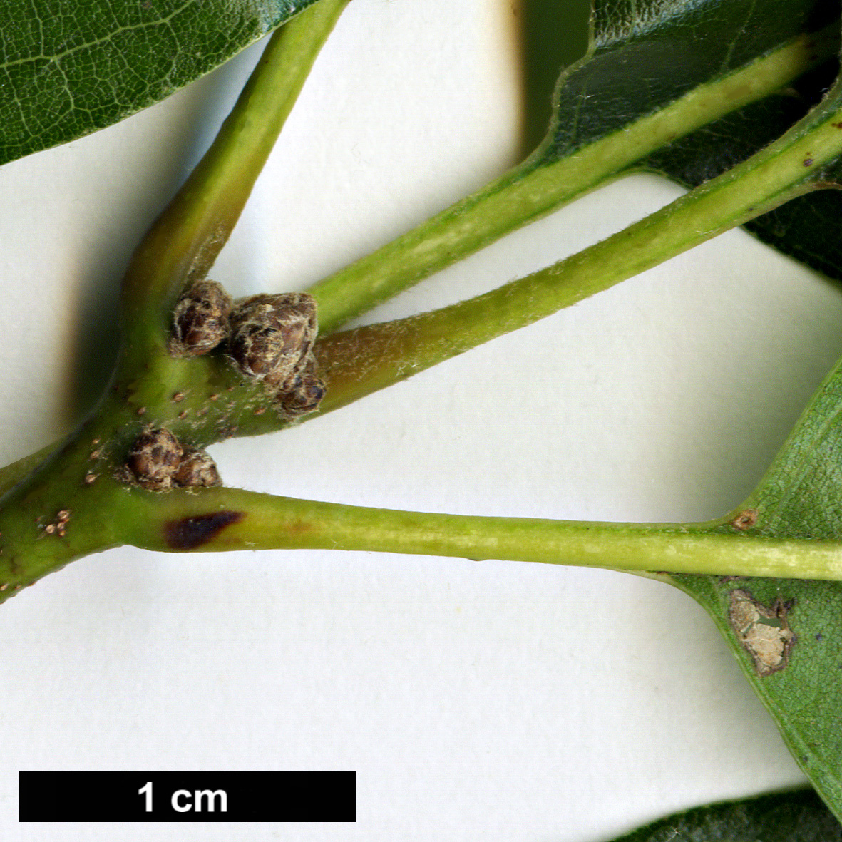 High resolution image: Family: Fagaceae - Genus: Quercus - Taxon: imbricaria
