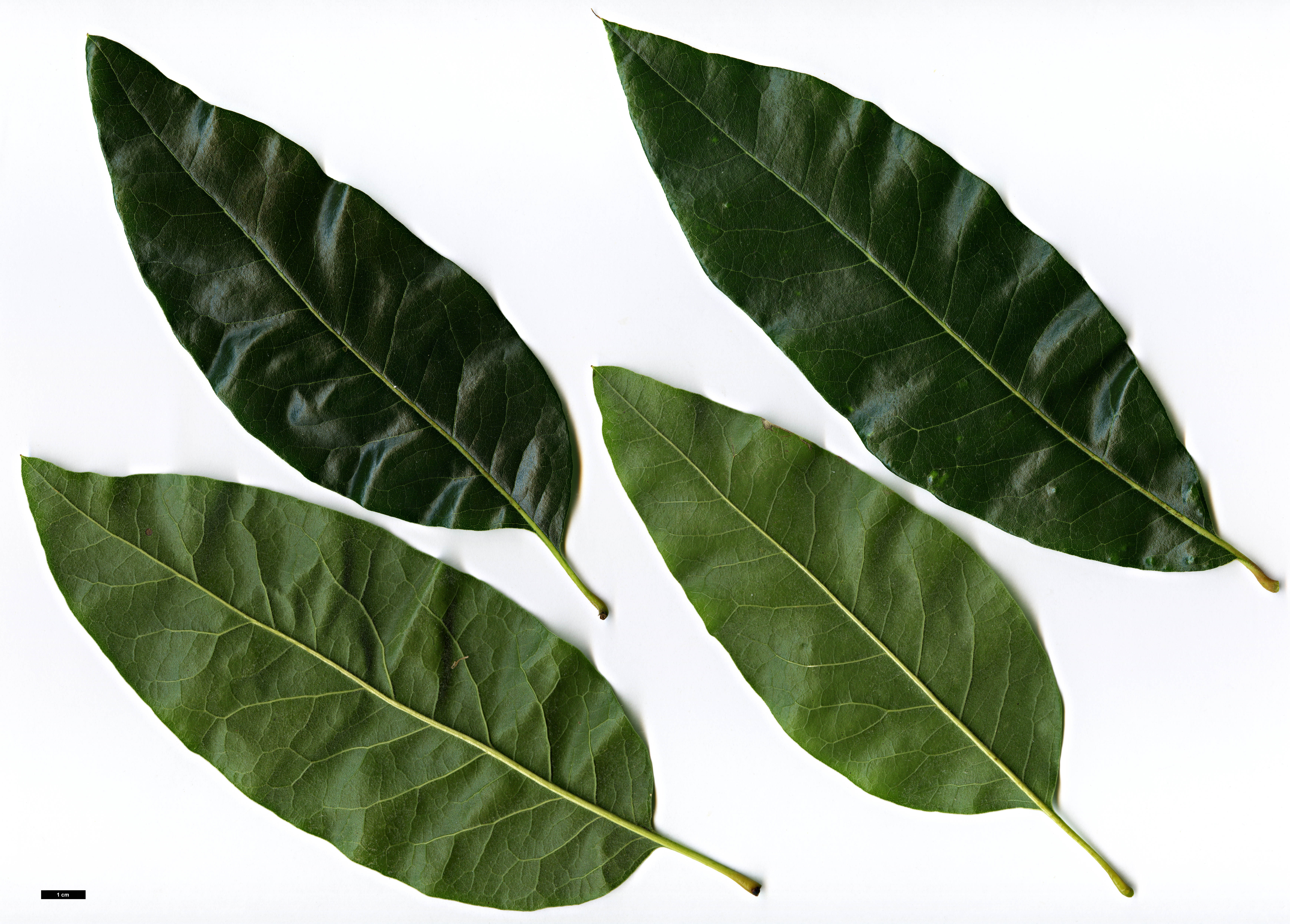 High resolution image: Family: Fagaceae - Genus: Quercus - Taxon: imbricaria