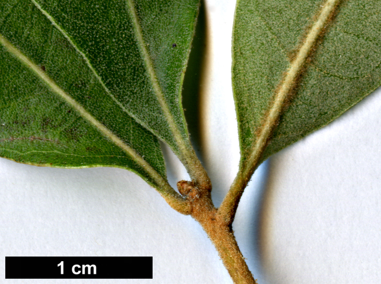 High resolution image: Family: Fagaceae - Genus: Quercus - Taxon: incana