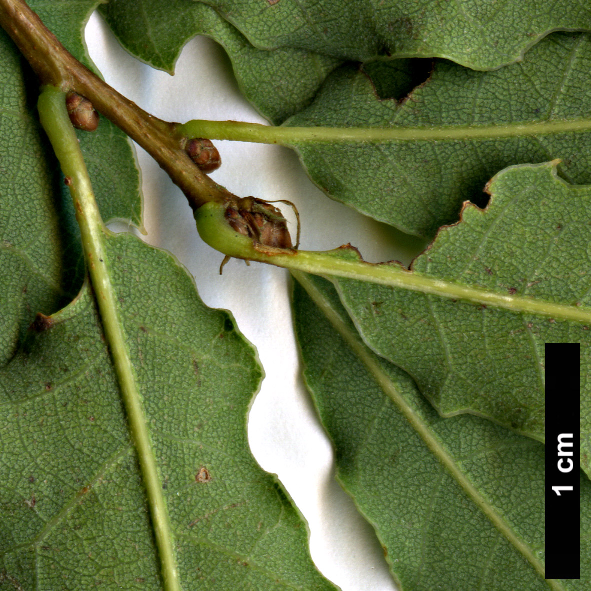 High resolution image: Family: Fagaceae - Genus: Quercus - Taxon: infectoria