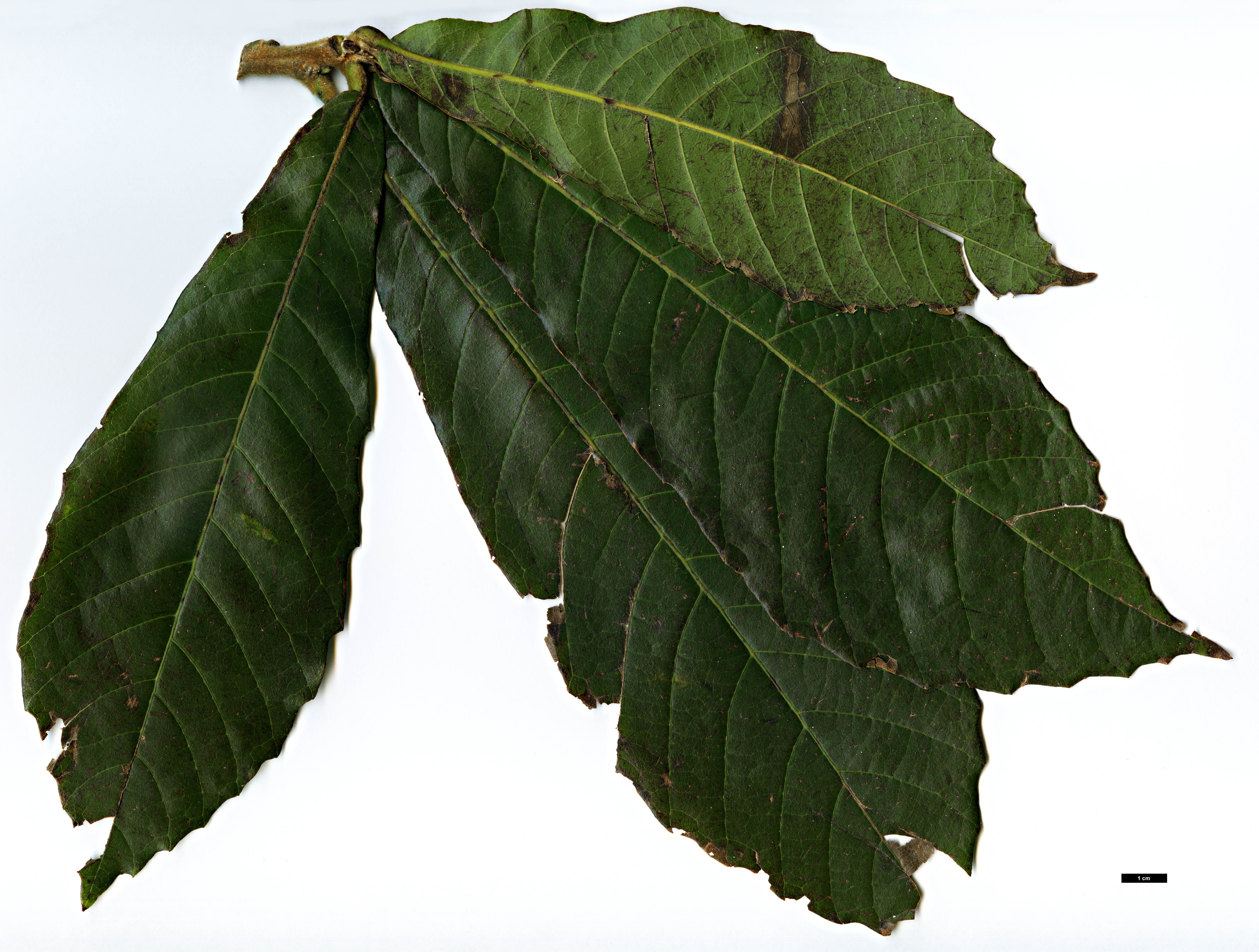 High resolution image: Family: Fagaceae - Genus: Quercus - Taxon: insignis