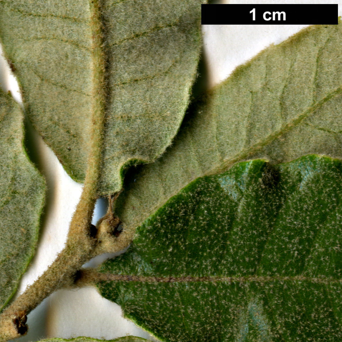 High resolution image: Family: Fagaceae - Genus: Quercus - Taxon: intricata