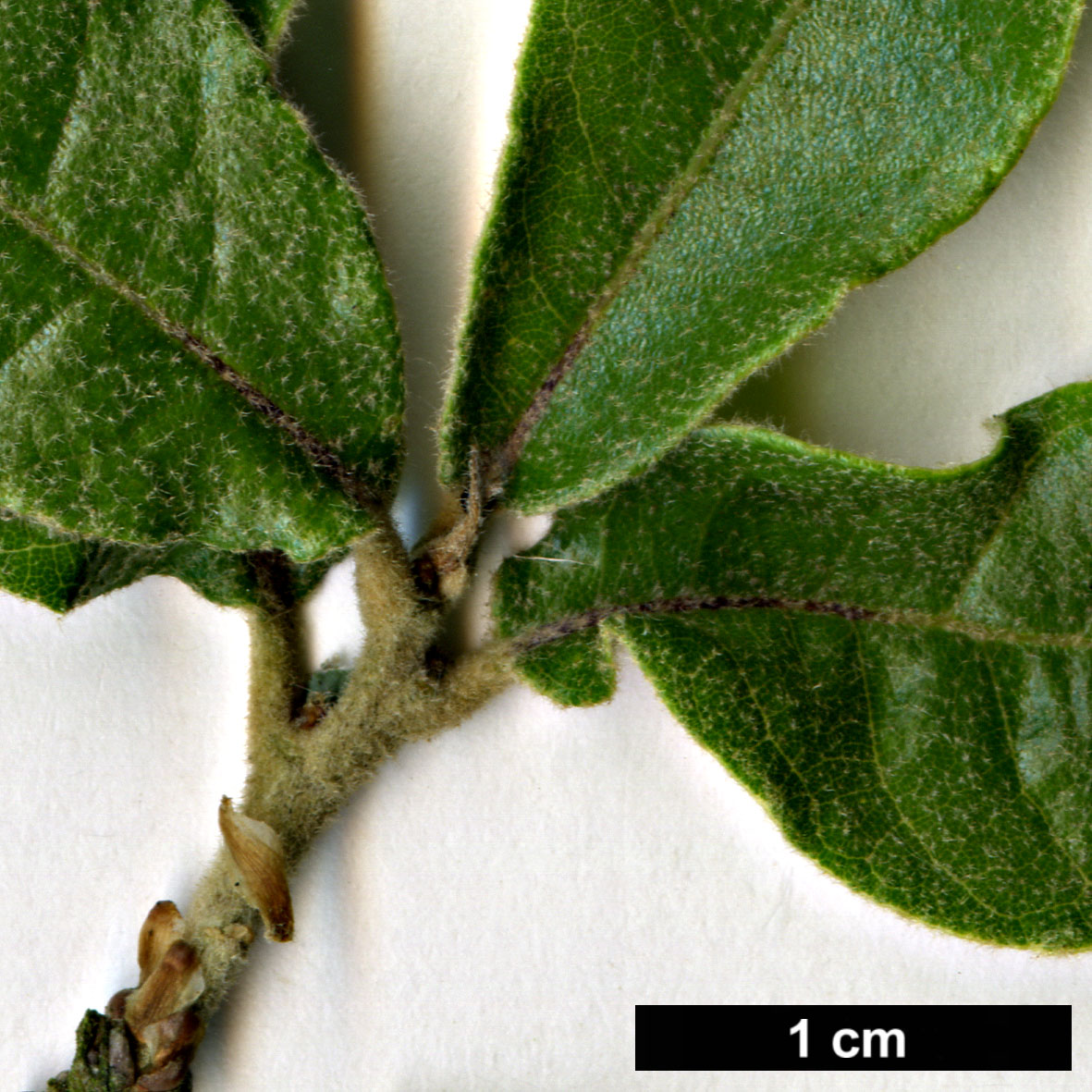 High resolution image: Family: Fagaceae - Genus: Quercus - Taxon: intricata