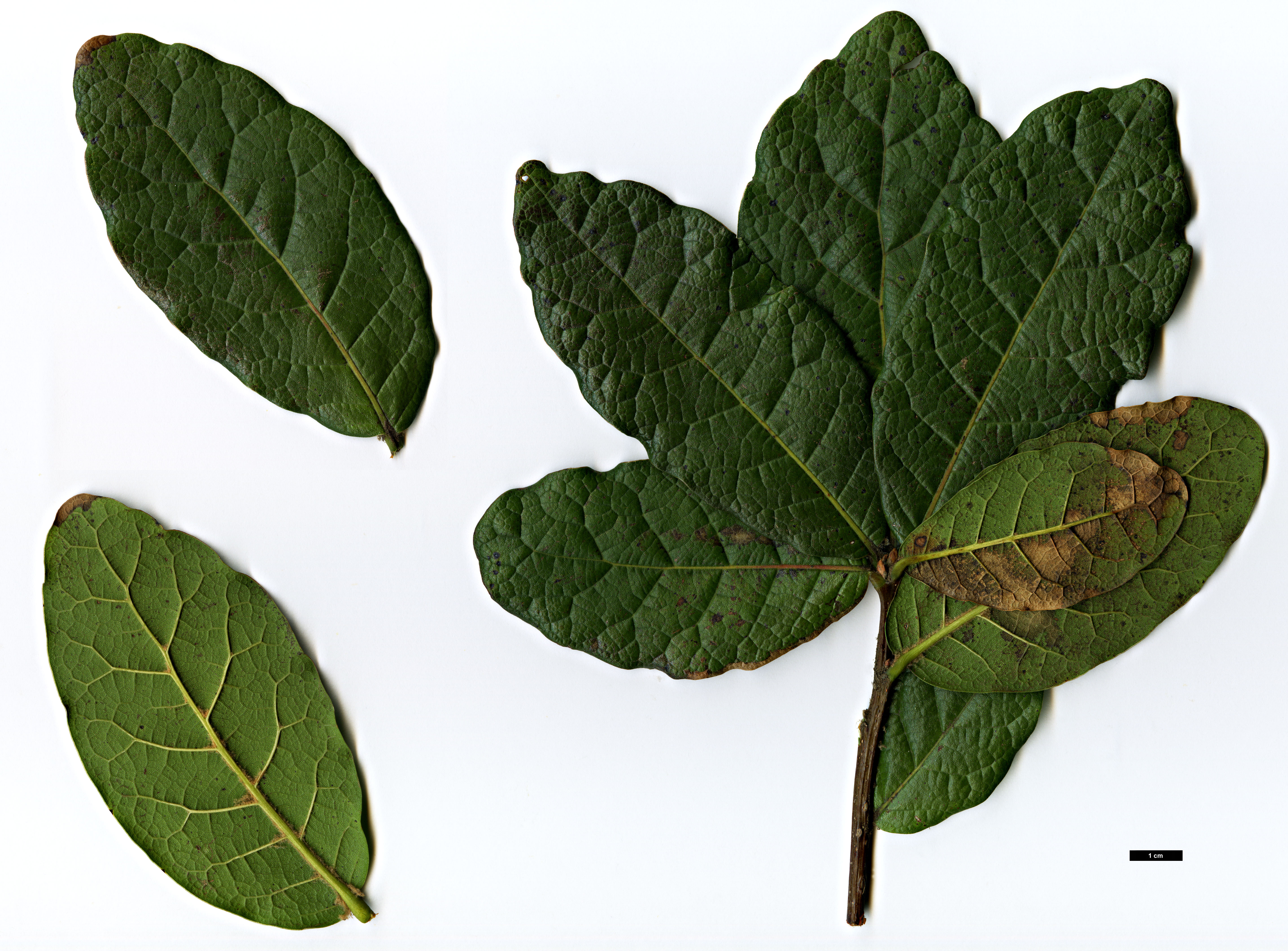 High resolution image: Family: Fagaceae - Genus: Quercus - Taxon: irazuensis