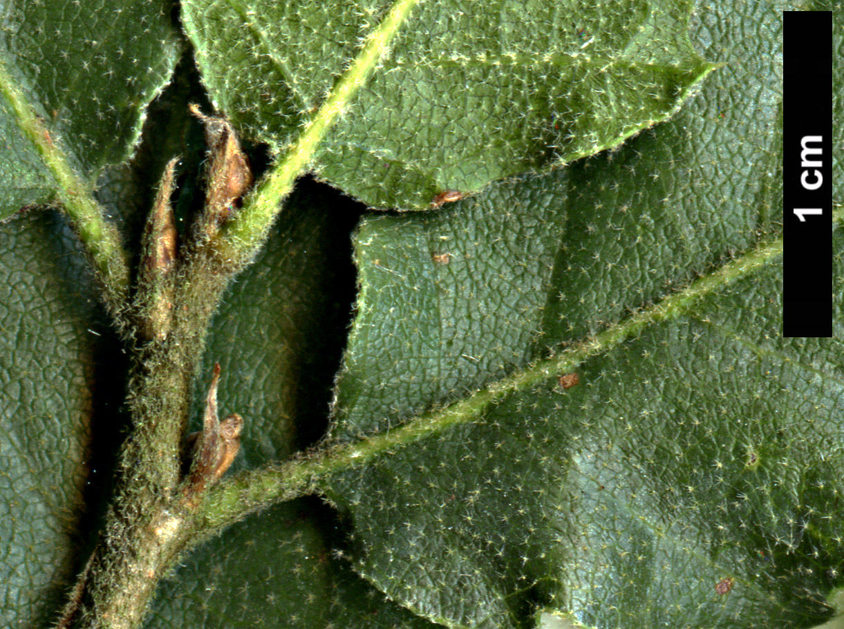 High resolution image: Family: Fagaceae - Genus: Quercus - Taxon: ithaburensis