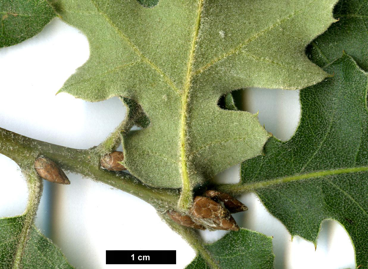 High resolution image: Family: Fagaceae - Genus: Quercus - Taxon: kelloggii