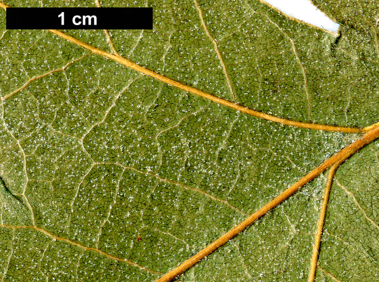 High resolution image: Family: Fagaceae - Genus: Quercus - Taxon: kelloggii