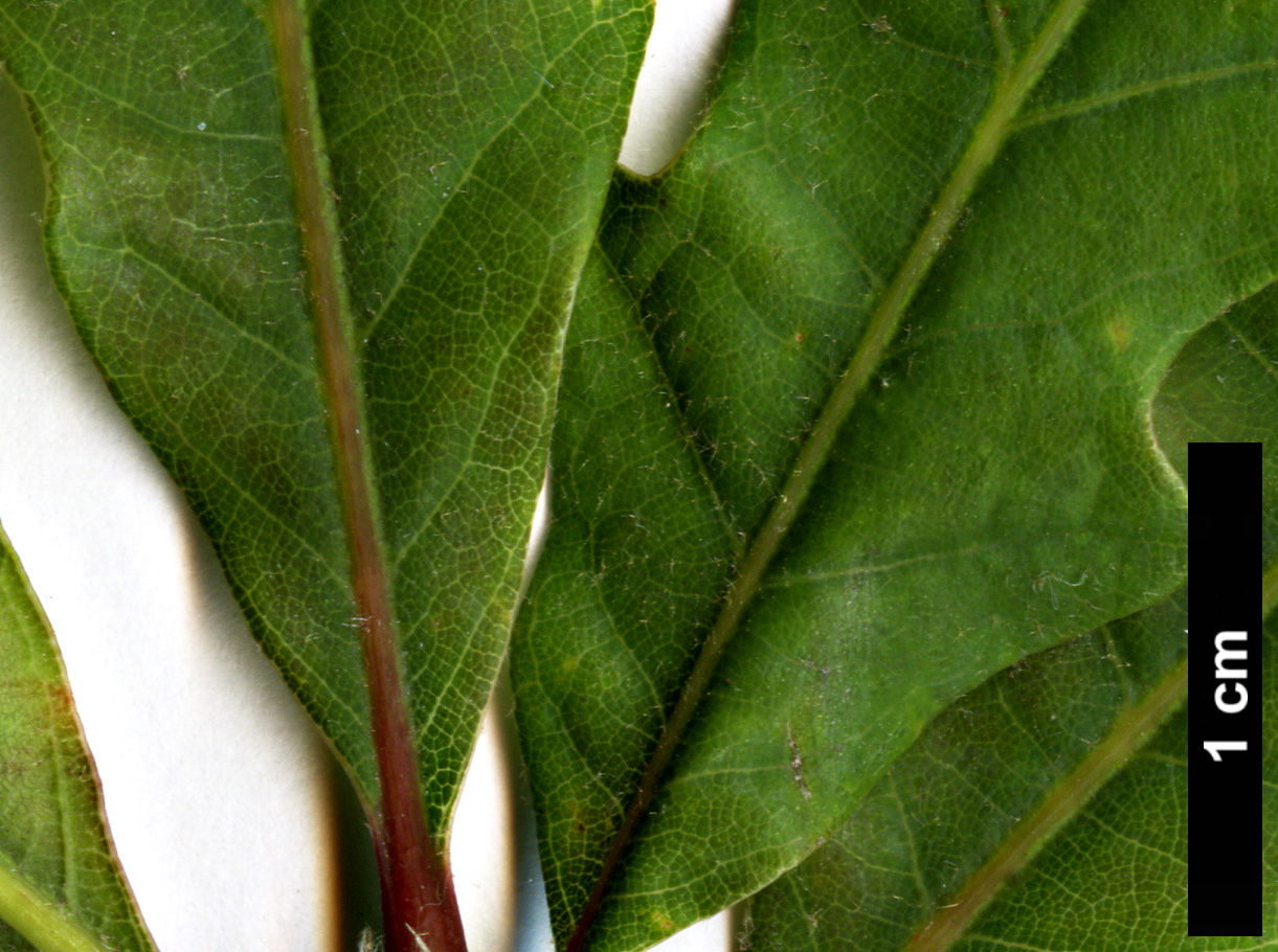 High resolution image: Family: Fagaceae - Genus: Quercus - Taxon: laceyi
