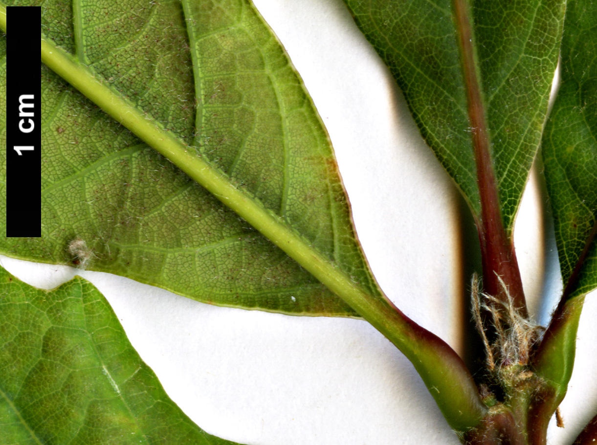 High resolution image: Family: Fagaceae - Genus: Quercus - Taxon: laceyi